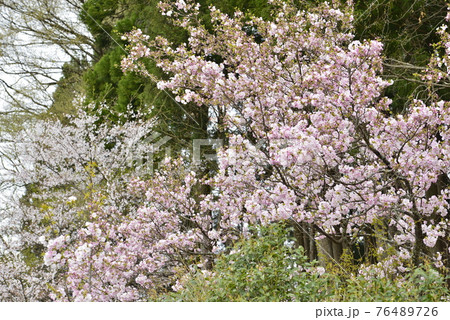 春のイメージ(桜) 春のイメージ(桜) 76489726