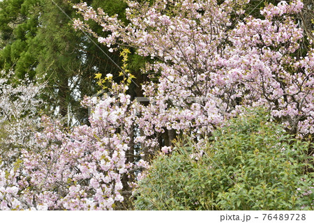 春のイメージ(桜) 春のイメージ(桜) 76489728
