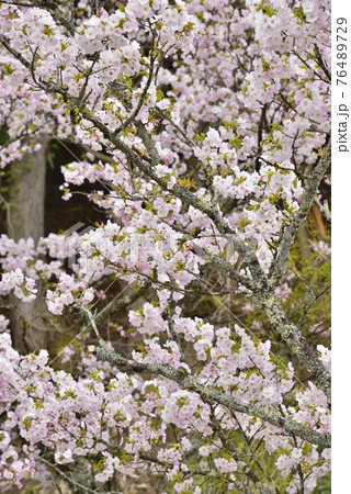 春のイメージ(桜) 春のイメージ(桜) 76489729