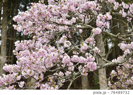 春のイメージ(桜) 春のイメージ(桜) 76489732