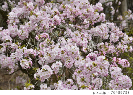 春のイメージ(桜) 春のイメージ(桜) 76489733