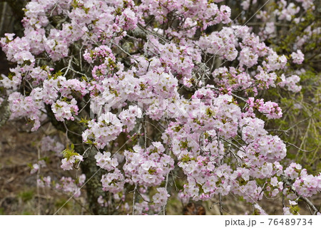 春のイメージ(桜) 春のイメージ(桜) 76489734