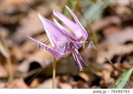 京都の西山の山林に自生するカタクリの花 76489793