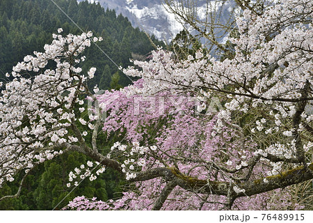 【兵庫県養父市】鉢伏高原・氷ノ山と桜 76489915