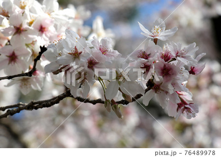 大阪府豊中市の服部緑地公園で密に咲き誇る桜の花々 ソメイヨシノの写真素材