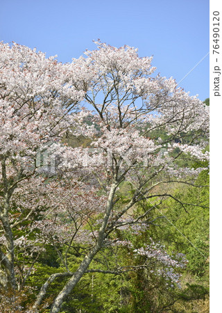 【兵庫県丹波市】里山に咲く桜 76490120