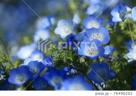 ネモフィラ 76490202