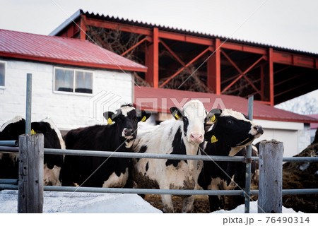 牧場の朝 76490314