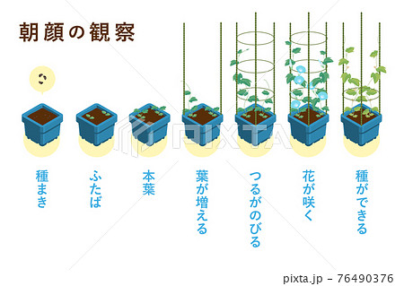 夏休みの宿題の定番 朝顔の成長過程のベクターイラスト（朝顔角鉢・4本支柱） 76490376