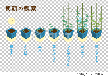 夏休みの宿題の定番 朝顔の成長過程のベクターイラスト（朝顔角鉢・4本支柱） 76490376