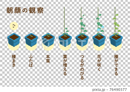 夏休みの宿題の定番 朝顔の成長過程のベクターイラスト（朝顔角鉢・一本支柱） 76490377