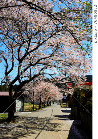 岡山県新庄・凱旋桜・散り初め 76490852