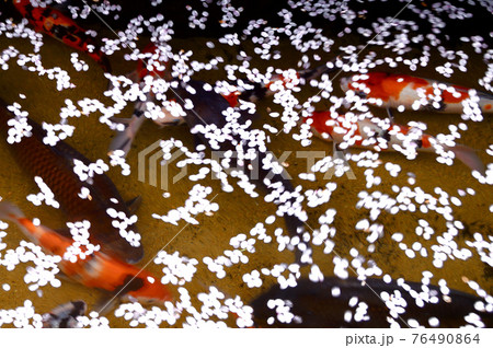 岡山県新庄・凱旋桜・散り初め 岡山県新庄・凱旋桜・散り初め 76490864