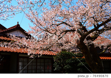 岡山県新庄・凱旋桜・散り初め 76490870