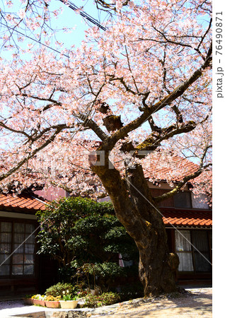 岡山県新庄・凱旋桜・散り初め 76490871