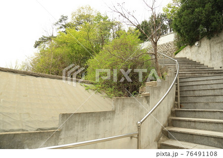 木 松 樹木 76491108