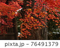 京都蓮華寺の紅葉 76491379