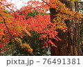 京都蓮華寺の紅葉 76491381