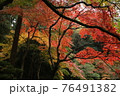 京都南禅寺の紅葉 76491382