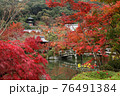 京都永観堂の紅葉 76491384