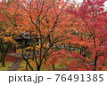 京都永観堂の紅葉 76491385