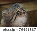 マヌルネコ 76491387