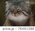 マヌルネコ 76491388