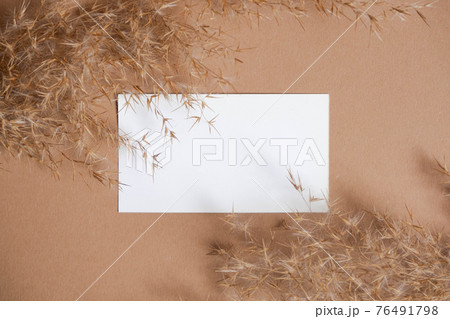 Business card template on beige background with reeds. Flatlay view. Corporate card. Reeds branch. Pampas grass Business card template on beige background with reeds. Flatlay view. Corporate card. Reeds branch. Pampas grass 76491798