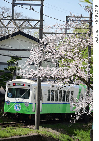 三重県四日市市　四日市あすなろう鉄道　桜満開 76492049