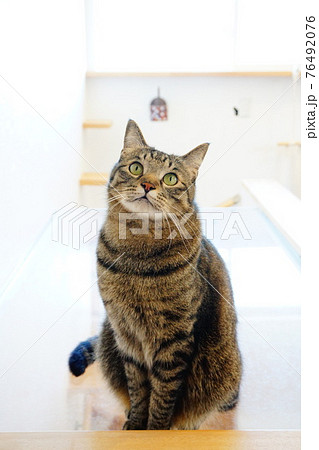 猫　お座り　見上げる 76492076