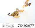 猫　階段 76492077