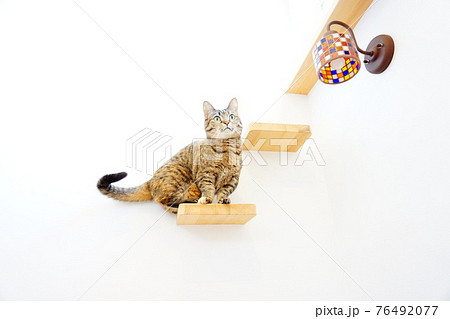 猫　階段 76492077