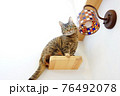 猫と照明 76492078