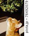 猫　見上げる 76492079
