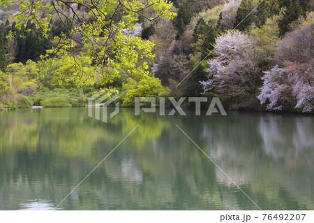 春 池 花 76492207