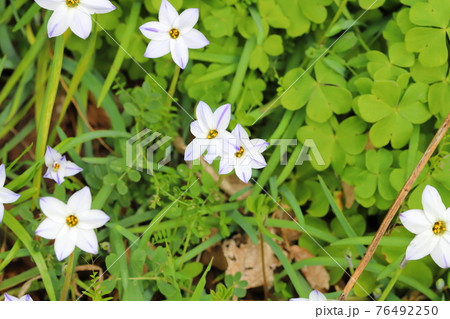 早春の公園に咲くハナニラの白い花の写真素材