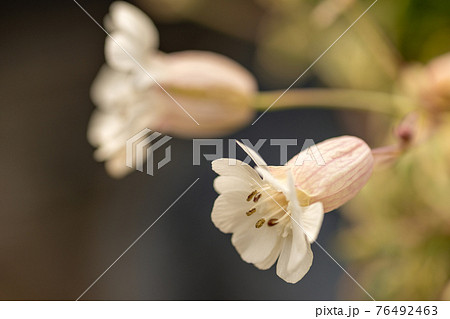 日本の春 満開のシレネ ユニフローラの写真素材
