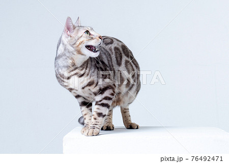 Silver Bengal Cat in studio 76492471