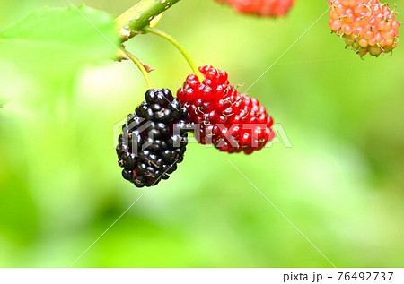 さくらんぼのように仲良く実った黒と赤のクワの実 76492737