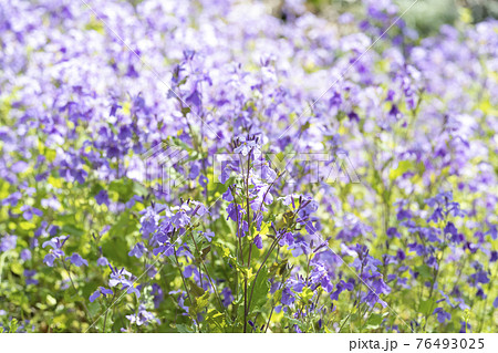 だいこんの花 花大根 の写真素材