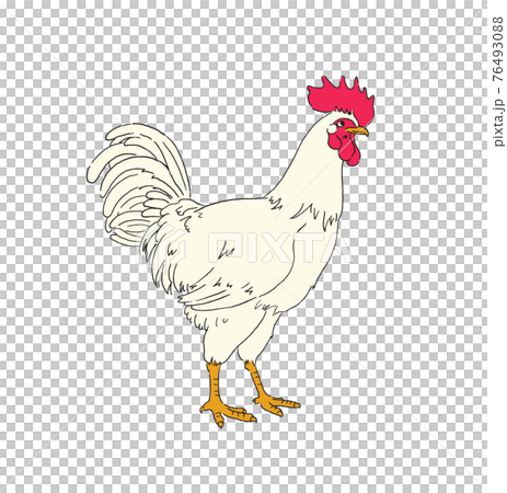Chicken-hand drawn illustration Chicken-hand drawn illustration 76493088