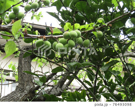 我が家の梅の木の梅の実の写真素材