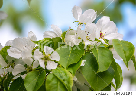White blossoming apple trees. White apple tree flowers White blossoming apple trees. White apple tree flowers 76493194