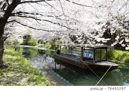 水路も桜満開 水路も桜満開 76493297