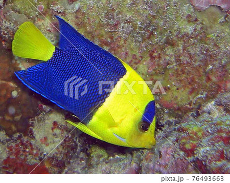 【クリスタル置物BlueTangfishナンヨウハギ】魚フィッシュかわいい青黄