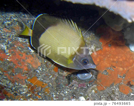 顔のかわいい日本固有のチョウチョウウオ 伊豆で出会えるシラコダイ の写真素材