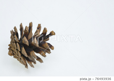 松ぼっくり 76493936