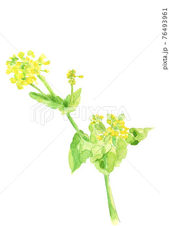 野に咲く菜の花の水彩画 黄色い花 植物 野菜の花 白バック 素材イラスト コピースペースあり のイラスト素材