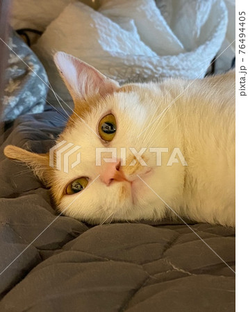 猫 家族 ファミリー 76494405