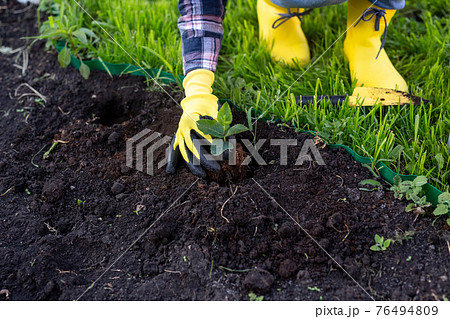 Hand of woman gardener in gloves holds seedling of small apple tree in her hands preparing to plant it in the ground. Tree planting concept 76494809